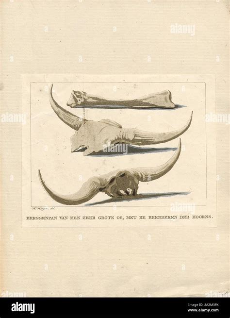 Aurochs skull hi-res stock photography and images - Alamy