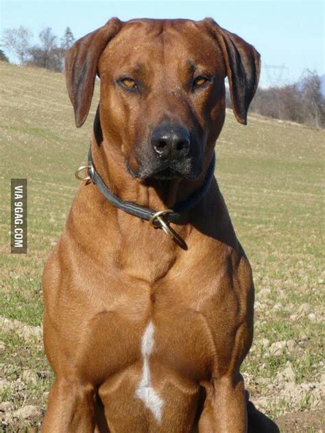 About majestic dogs... Rhodesian ridgeback: the lion hunting dog. - 9GAG