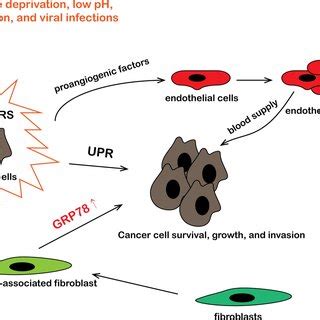 Grp Mediates The Interaction Between Lung Cancer And Tumor