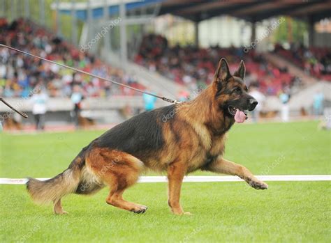 German shepherd dog running Stock Photo by ©gsdonlin 32157215