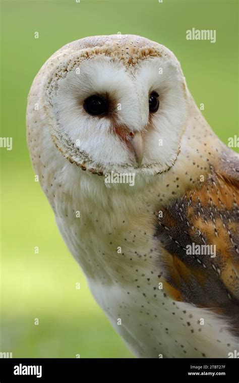 Barn Owl Tyto Alba Portrait Germany Stock Photo Alamy