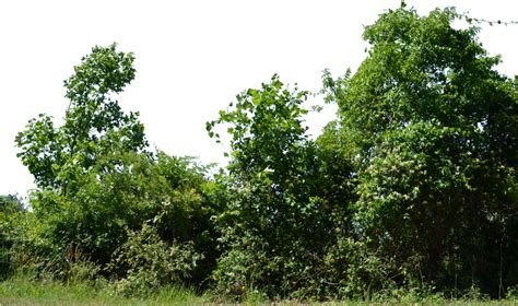 Row Of Bushes Png Banner Library Row Of Trees Png Free Transparent