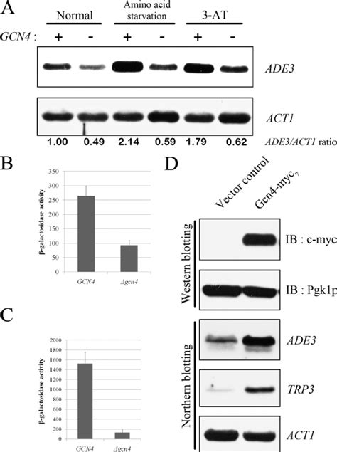 Gcn4p Upregulates The Expression Of ADE3 MRNA Under Basal And Inducible