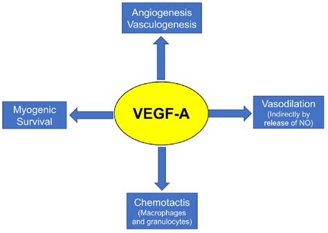 The Function Of Vegf A Vascular Endothelial Growth Factor A Vegf A Download Scientific