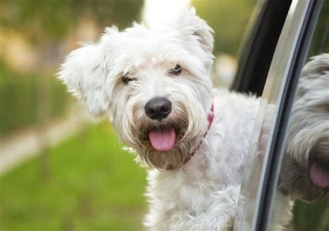 Zesty Paws Mobility Flavor Infusions Chicken Flavored Liquid Hip