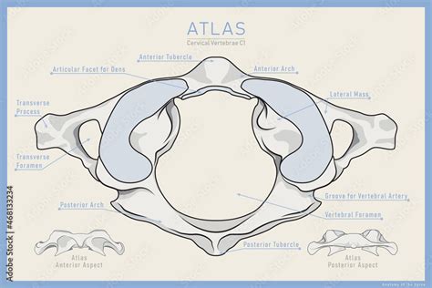 Cervical Vertebrae Anatomy C1