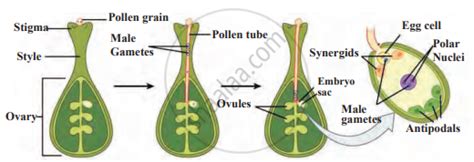 Explain The Sexual Reproduction Process In Plants With A Diagram