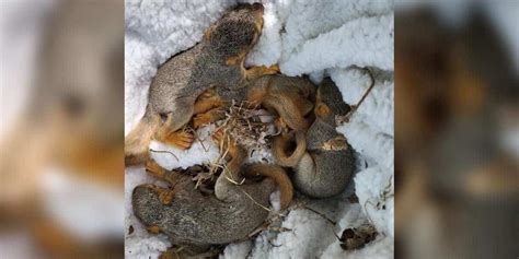 Frau findet 4 verlassene Eichhörnchen Babys im Garten mit dieser