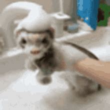 Ferret GIF - Ferret - Discover & Share GIFs