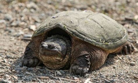 Common Snapping Turtle