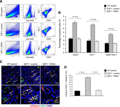 E2F1 Suppresses Oxidative Metabolism and Endothelial Differentiation of ... 