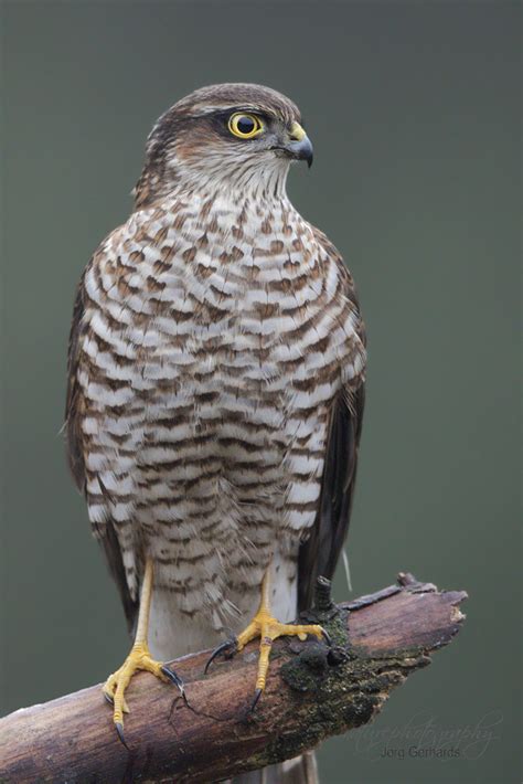 Sperber.... (Forum für Naturfotografen)