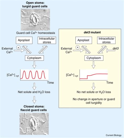 Plant Physiology The Ups And Downs Of Guard Cell Signalling Current