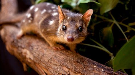 This endangered Australian marsupial was set to make a comeback—until ...