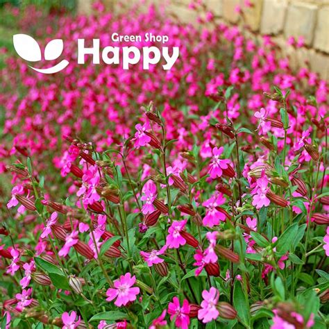 Nodding Catchfly Triumph Seeds Silene Pendula Happy Green Shop