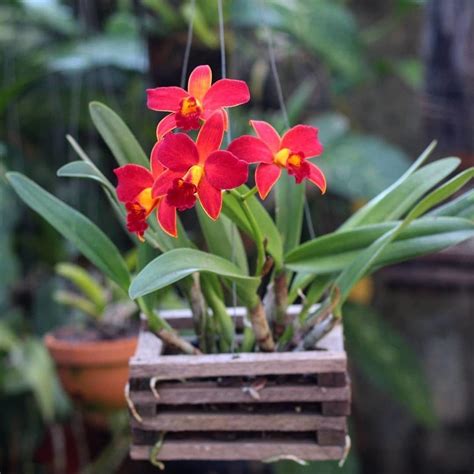 Conoce los 9 tipos de orquídeas que te encantaran para decorar tu hogar