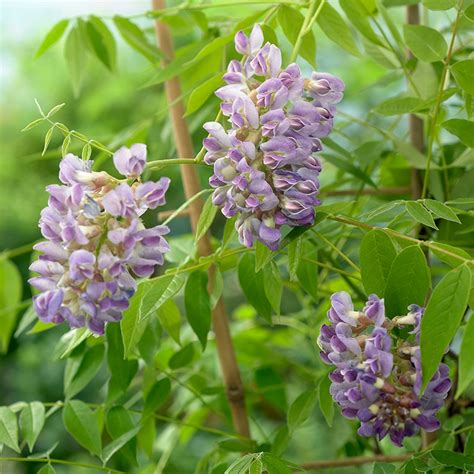 Amethyst Falls Wisteria Vine American Meadows