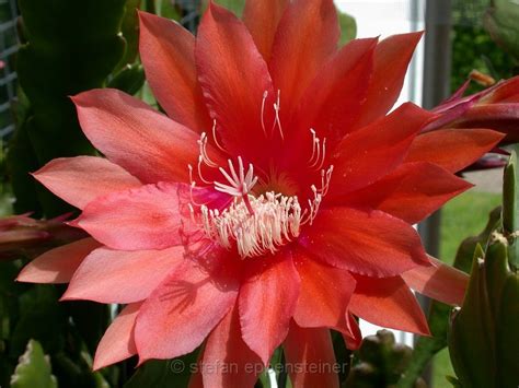 Home/Alben/Hobbies/Epiphyllum/Acapulco_Sunset_dark