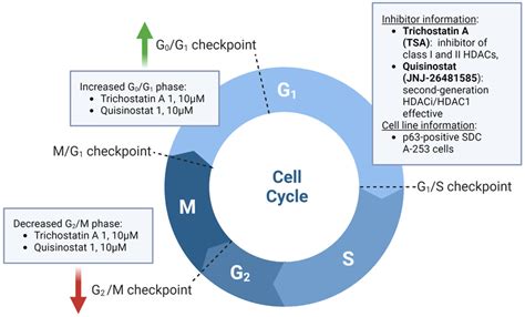 Effects Of HDAC Inhibitors TSA And Quisinostat On The Cell Cycle Of