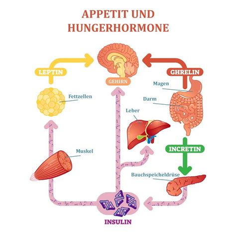 Abnehmen und hormonelle Störungen Univ Prof Dr Astrid Fahrleitner