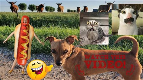 Funny Cats And Dog Compilation 2020 Cats Are So Funny You Will Die