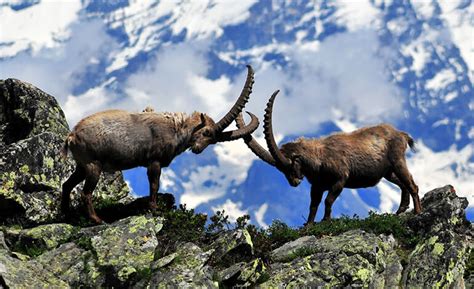 Il Centenario Del Parco Nazionale Gran Paradiso