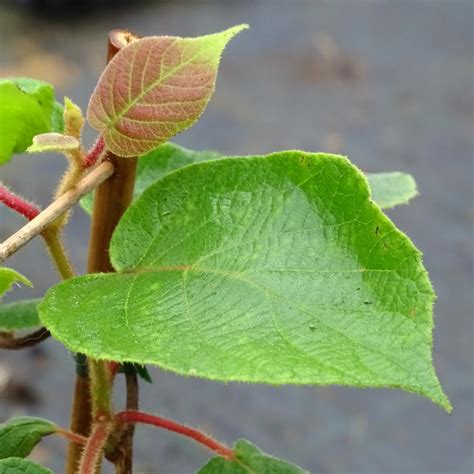 Kiwi M Le Tomuri Actinidia Deliciosa Pour Polliniser Hayward