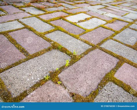 Paving Slabs With Seams Overgrown With Moss Stock Photo Image Of Moss