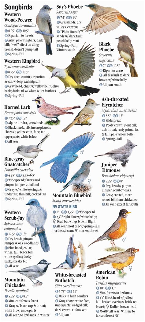 Birds Of Nevada Quick Reference Publishing Retail