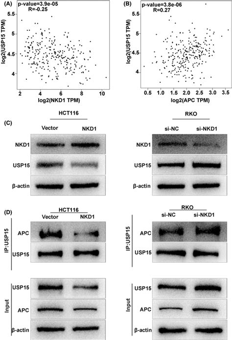 Nkd Suppressed The Combination Between Deubiquitinating Enzyme Usp