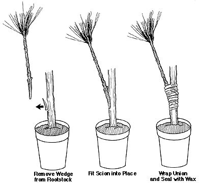 Grafting and Budding Nursery Crop Plants | NC State Extension Publications