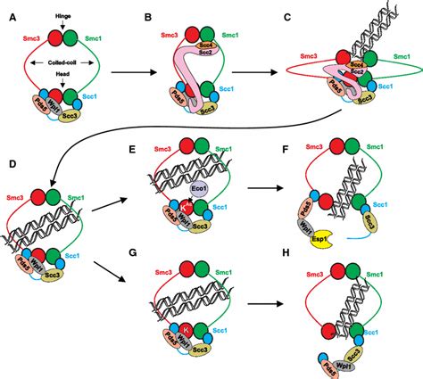 Possible Cohesin Cycle Model A Structure Of Cohesin Complex Smc And