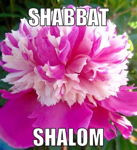 Pin on Shabat Shalom | Shabbat shalom, Shabbat shalom images, Good ...