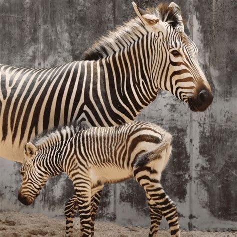 Newborn Zebra Foal Joins Kilimanjaro Safaris Herd At Disneys Animal