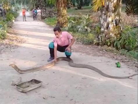 Indian King Cobra