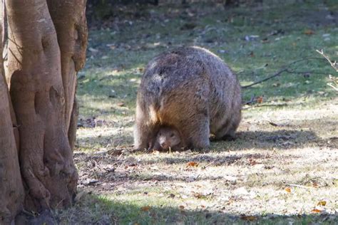 Wombat Facts For Kids Perfect For School Homework And Projects