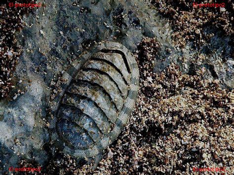 El-Prototipo2: El planeta,Acanthopleura granulata el mas buscado como ...