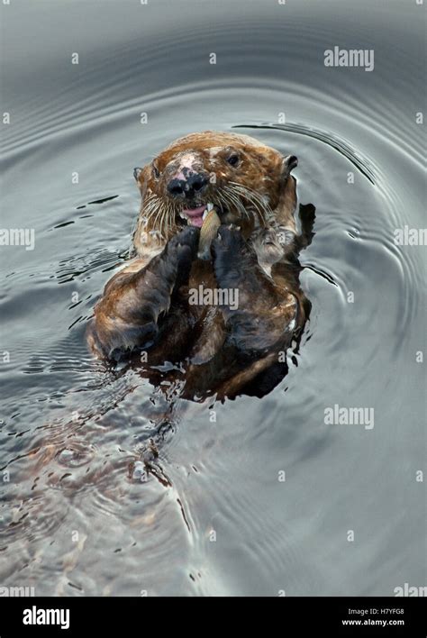 Sea Otter Enhydra Lutris Feeding On Clam Northern Vancouver Island