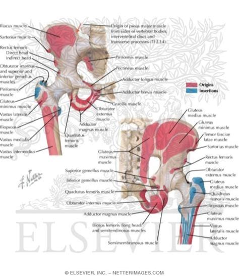 Muscles Of The Pelvis Origins And Insertions