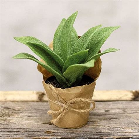 Paper Potted Plants Buffalo Trader Online