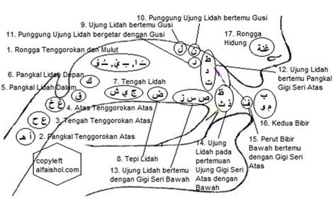 Cara Mengucapkan Huruf Hijaiyah Yang Benar Info Wisata Kuliner