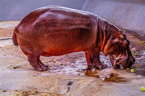 Exploring The Life Of Zoo Hippos A Focus On Conservation And Education