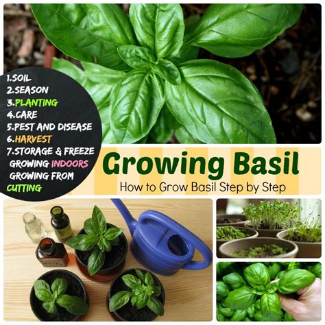 Growing Basil Steps How To Grow Basil Planting To Harvest Storage