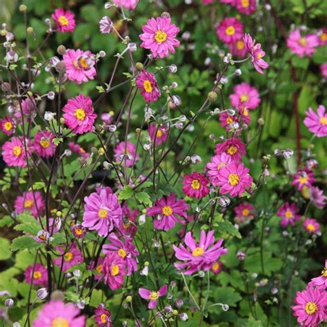 Buy Japanese anemone Anemone hupehensis var. japonica Pamina: £10.99 ...