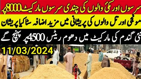 New Wheat Rate 2024 Munji Makki Till Sarso Rates Update Galla Mandi