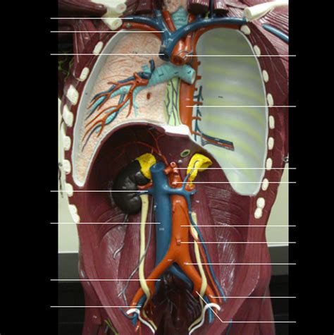 Blood Vessels Lab Practical Diagram Quizlet