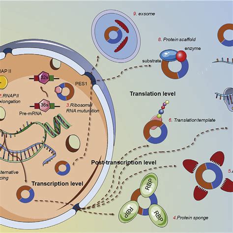 Schematic Diagram Of Circrna Functions In Eukaryotes Circrnas Function