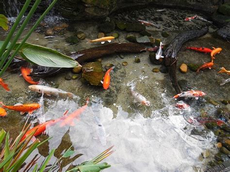 Tips For Setting Up Your Own Goldfish Pond - Fancy Goldfish - Goldfish ...