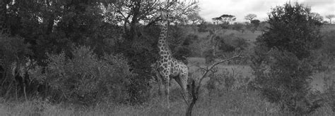 Fotos Gratis Rbol Naturaleza Bosque C Sped En Blanco Y Negro