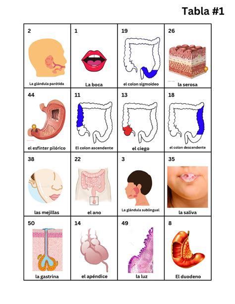 Din Mica De Aprendizaje Loter A Del Sistema Digestivo